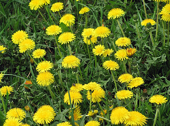 Flowers, Grass, Dandelions, Summer, Bright, Glade, Polyana HD wallpaper