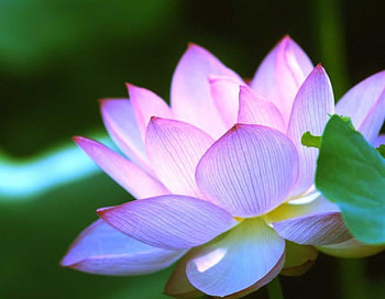 Glow, nature, glowing, flower HD wallpaper