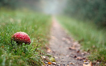 Nature, Grass, Path, Mushroom, Fly Agaric HD wallpaper
