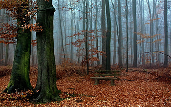 Landscape, Trees, Autumn, Leaves HD wallpaper