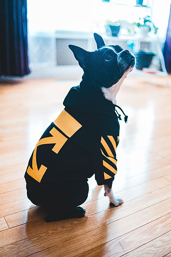 Animals, Dog, Pet, Clothing, Bulldog HD phone wallpaper