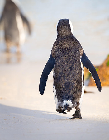 Animals, Bird, Color, Stroll, Penguin HD phone wallpaper