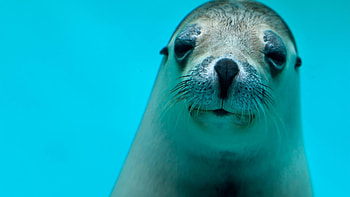 Blue water seal, Ultra , Tranquil scene, Exquisite marine life HD wallpaper