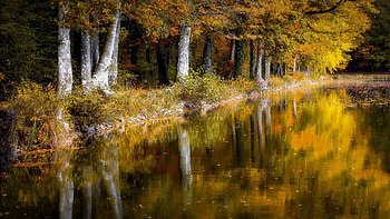 Reflections of Autumn, colors, trees, water, fall, leaves HD wallpaper