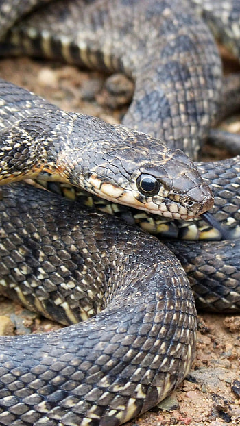Snake, Reptiles Snake HD phone wallpaper