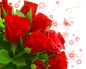 Plants, Flowers, Roses HD wallpaper