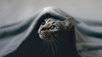 Cat Hideout , cat, animals HD wallpaper