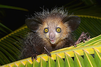 Aye Aye , Background showcase, Fantastic nature graphy, Stunning visual HD wallpaper