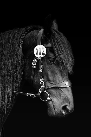 Morsy, horse, jaw HD phone wallpaper