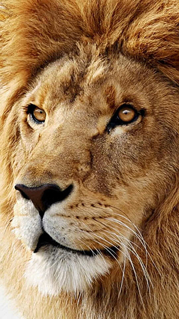 Lion's pride, Regal presence, Golden mane, Serene king HD phone wallpaper