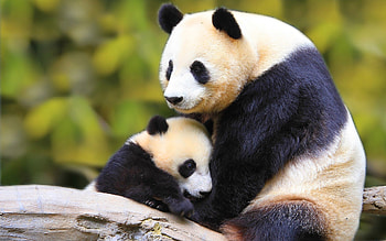 Panda, Baby Animal HD wallpaper