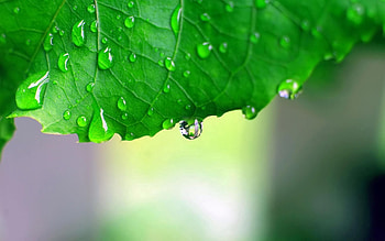 Drops, Macro, Sheet, Leaf, Carved, Form HD wallpaper