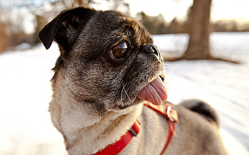 Animals, Dog, Muzzle, Collar, Language, Tongue, Pug HD wallpaper