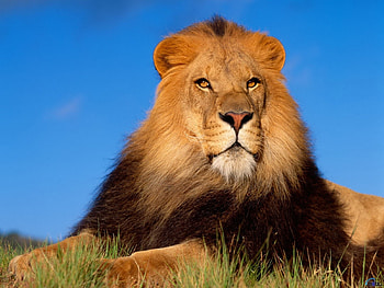 Animals, Lions HD wallpaper