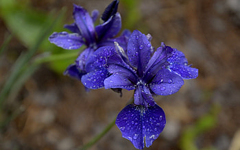 Flower, Plant, Macro, Petals HD wallpaper
