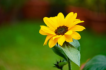 Flowers, Flower, Macro, Petals, Focus HD wallpaper