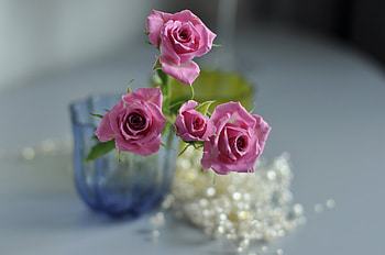 Flowers, Macro, Rose Flower, Rose, Blur, Smooth, Vase HD wallpaper