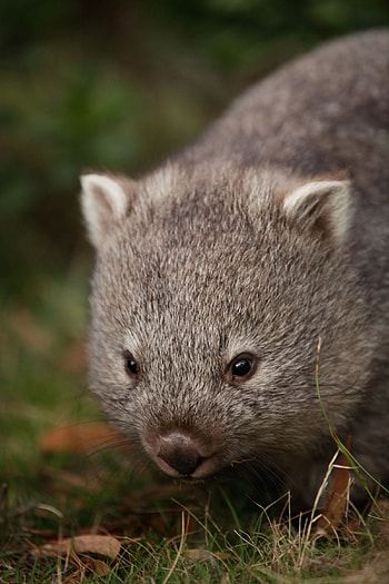 Wombat , Cute animal backgrounds HD phone wallpaper