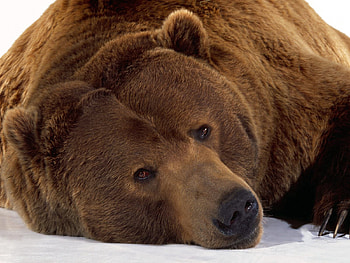 Animals, Snow, Lies, Muzzle, Brown, Bear HD wallpaper