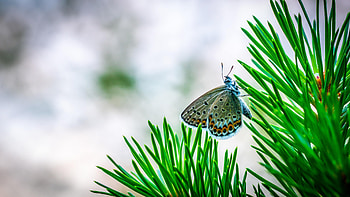 Needle, Macro, Branch, Insect, Spruce, Fir, Butterfly HD wallpaper