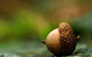 Macro, Brown, Earth, Land, Acorn HD wallpaper