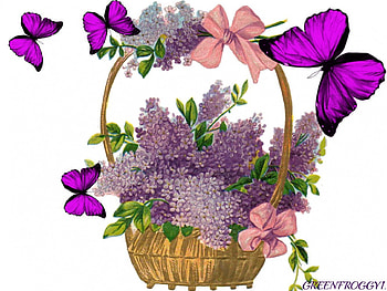 BUTTERFLIES AND LILAC, PRETTY, LILACS, PURPLE, BUTTERFLIES HD wallpaper