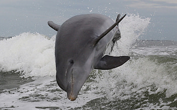 Animals, Sea, Bounce, Jump, Dolphin HD wallpaper