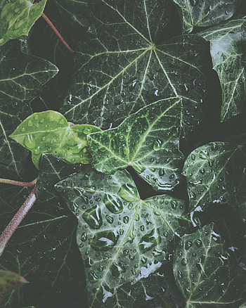 Water, Leaves, Drops, Plant, Macro, Surface, Dew, Exotic, Glossy HD phone wallpaper