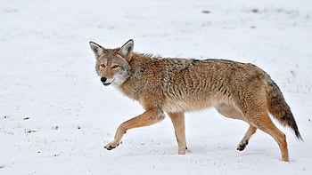 Coyote, Urban attacks, Chicago's fears, City-dwelling predators HD wallpaper