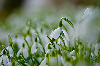 Spring Flowers, Flowers, Snowdrops, Spring, Grass HD wallpaper