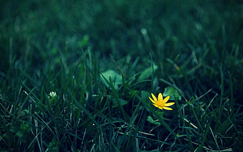 Grass, Flower, Macro, Dark, Lawn HD wallpaper