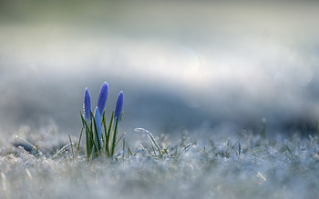 Crocus, flowers HD wallpaper