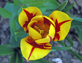 Yard Tulip, , yellow, flower, beautiful HD wallpaper