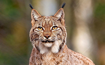 Animals, Iris, Muzzle, Predator, Big Cat HD wallpaper