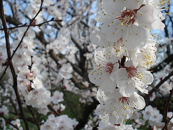 Plants, Flowers HD wallpaper