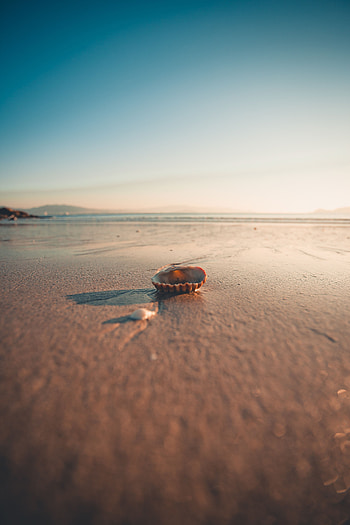 Beach, Sand, Macro, Shell HD phone wallpaper