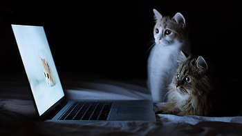 Cats and Macbook PC and Mac HD wallpaper
