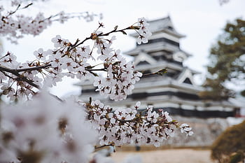 Sakura blossoms frame a historical Japanese castle in springtime. HD wallpaper