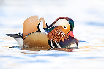 Mandarin Duck — Ultra, Animal, mandarin duck HD wallpaper