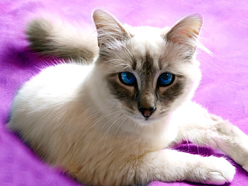 Animals, Light, Cat, Muzzle, Light Coloured, Cross-Eyed HD wallpaper