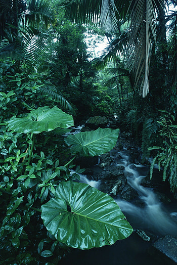 Affordable rainforest murals, Scenic wonders, Nature's backdrop, Tranquil ambiance HD phone wallpaper