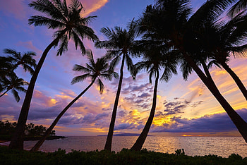 Palm trees, Ocean HD wallpaper