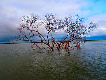 arbolito, 555, 333, erer, as HD wallpaper