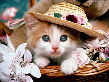Animals, Cats HD wallpaper