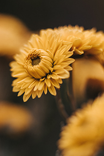 Flowers, Macro, Petals, Bloom, Flowering HD phone wallpaper