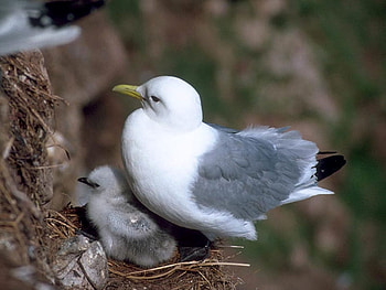 Bird w Chick, chick, beautiful, bird HD wallpaper