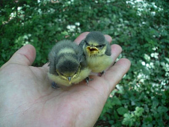 animal, two little birds, green grass HD wallpaper