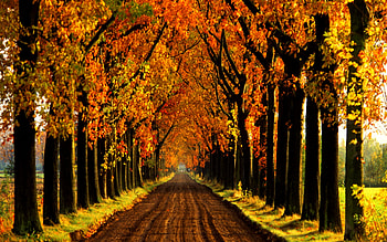 AUTUMN LANE, lane, autumn, holland, alley, lined, tree HD wallpaper