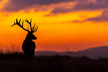 Red Deer Stag at Sunset in Ireland, nature, ireland, deer, sunset HD wallpaper