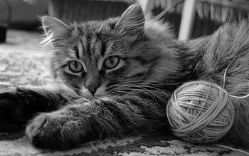 Animals, Cat, Fluffy, Muzzle, Clew, Lazy Person, Idler HD wallpaper